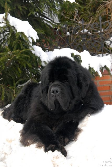 Фотография № 89115