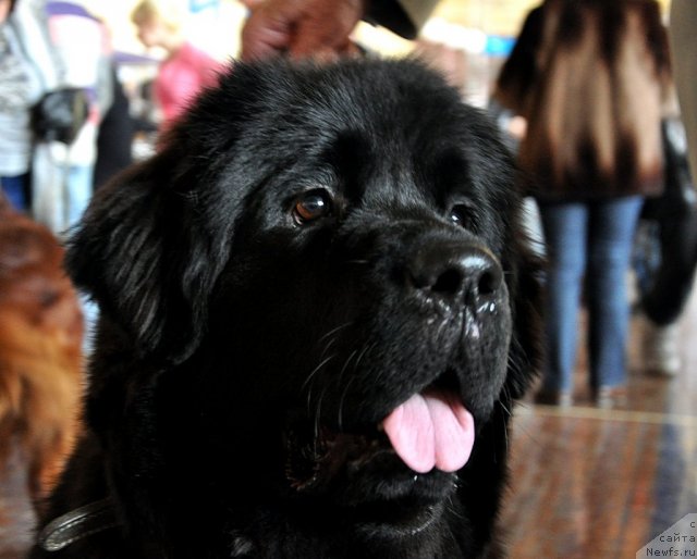 Фотография № 89119