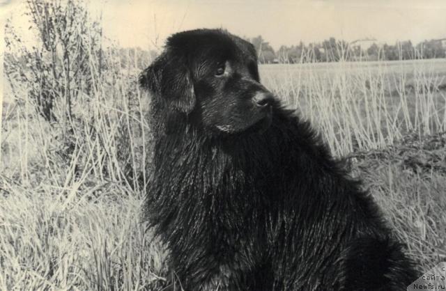 Фото: ньюфаундленд Хорт Фрам