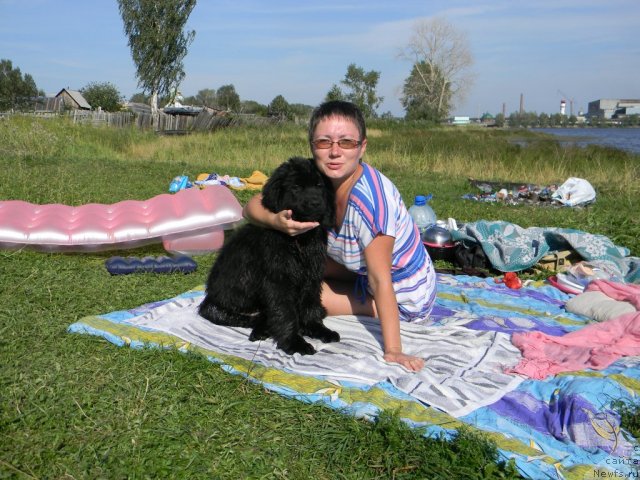 Фото: ньюфаундленд Отрада Ночи для Ньюфорт, ньюфаундленд Отрада Ночи для Ньюфорт