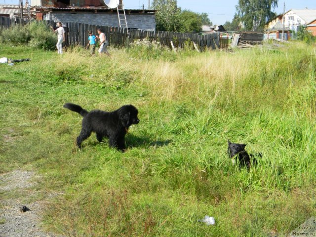 Фото: ньюфаундленд Отрада Ночи для Ньюфорт