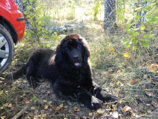 Фото: ньюфаундленд Отрада Ночи для Ньюфорт