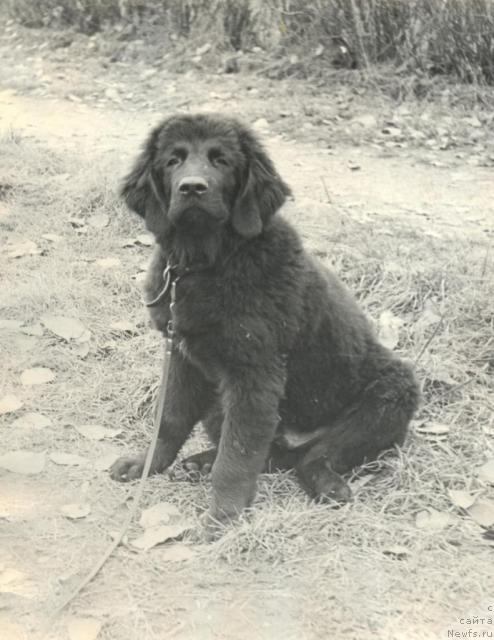 Фото: ньюфаундленд Хорт Фрам