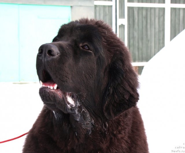 Фото: ньюфаундленд Звездный Дар Афродита (Zvezdnij Dar Afrodita)