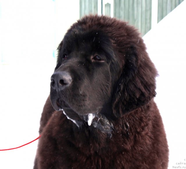 Фото: ньюфаундленд Звездный Дар Афродита (Zvezdnij Dar Afrodita)