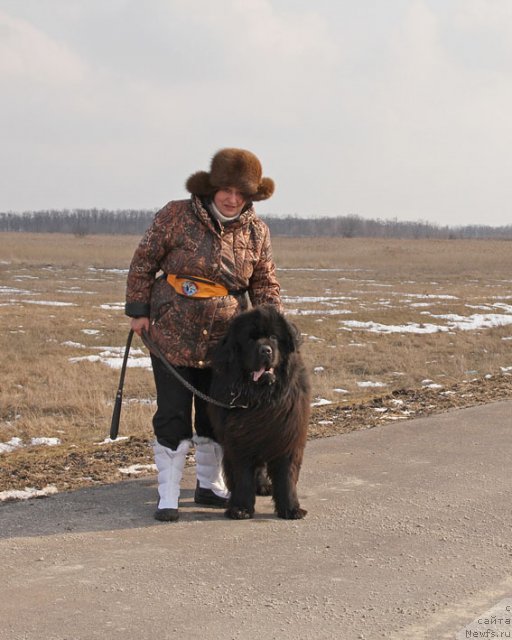 Фото: Лилиана Рахматова, ньюфаундленд Матвей с Берега Дона (Matvey s Berega Dona)
