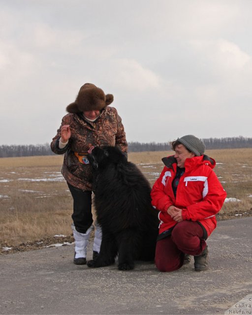 Фото: Лилиана Рахматова, ньюфаундленд Матвей с Берега Дона (Matvey s Berega Dona)