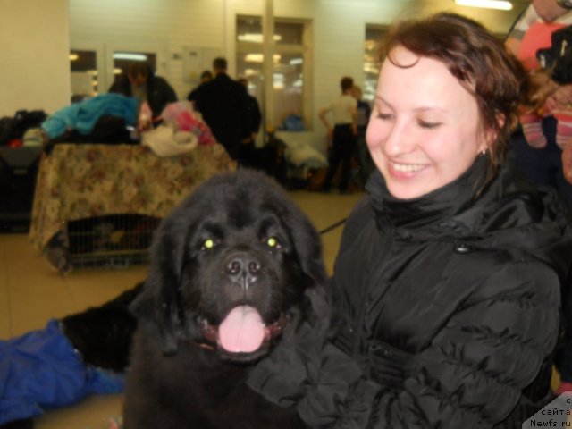 Фото: ньюфаундленд Принц Альфинский