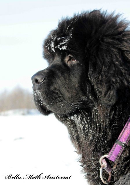 Фото: ньюфаундленд Бэлла Мосс Аристократ