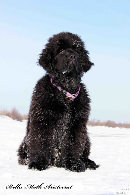 Фото: ньюфаундленд Бэлла Мосс Аристократ