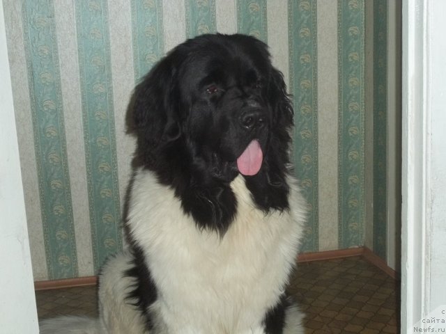 Фото: ньюфаундленд Жан Конкистадор