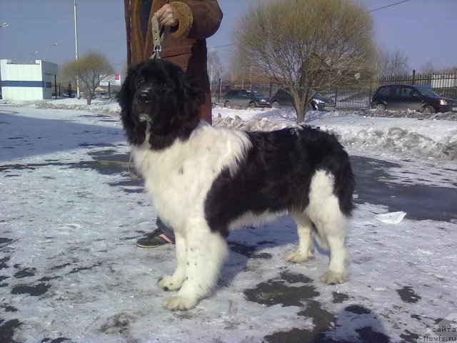 Фото: ньюфаундленд Отрада Чудная Моя из Тихого Омута