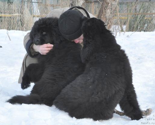 Фото: ньюфаундленд Bjornebandens Nancy Wilson, Светлана Зырянова, Dar Svezy Believe Me, Dar Svezy Brilliant Idea