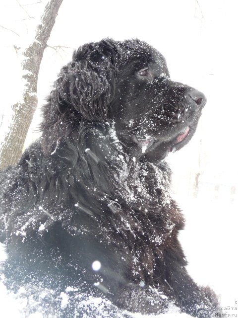 Фото: ньюфаундленд Мирабелла из Тихого Омута