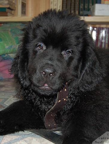 Фотография № 8920