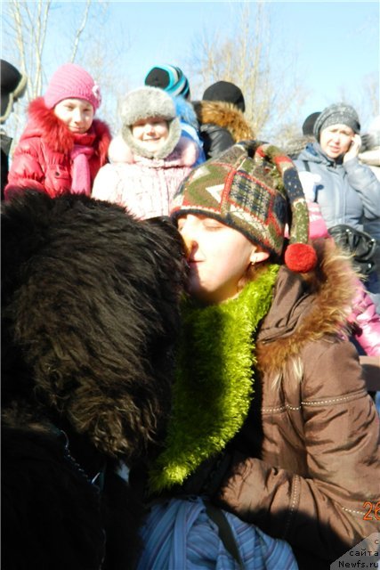 Фото: ньюфаундленд Кипер Соул Лайон Хэерт