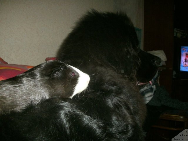 Фото: ньюфаундленд Кипер Соул Лайон Хэерт