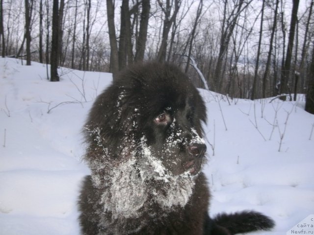 Фото: ньюфаундленд Кипер Соул Лайон Хэерт