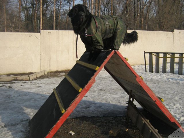 Фото: ньюфаундленд Сент Джонс Улла для Кара Аюлар (Sent Djons Ulla for Kara Ayular)