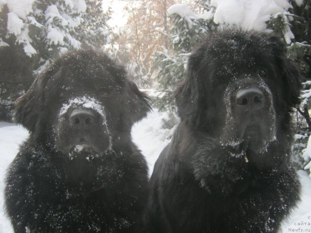 Фото: ньюфаундленд Женевьев Гарни Ледэн, ньюфаундленд Сент Джонс Улла для Кара Аюлар (Sent Djons Ulla for Kara Ayular)