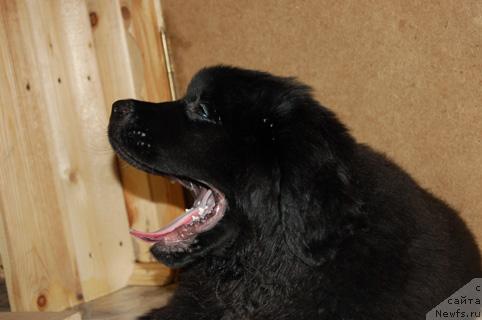 Фотография № 8922