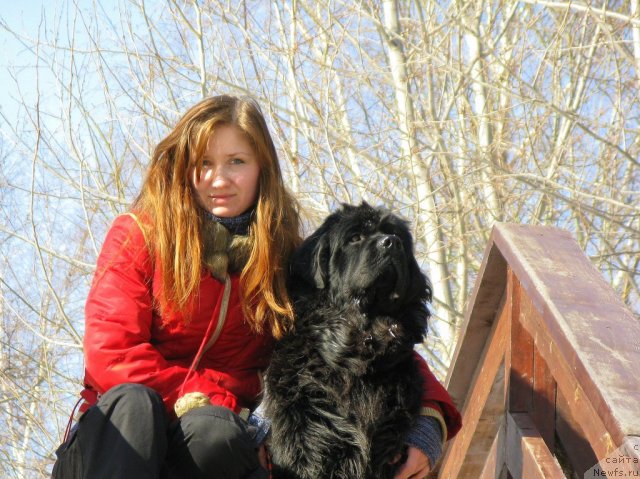 Фото: ньюфаундленд Рэш