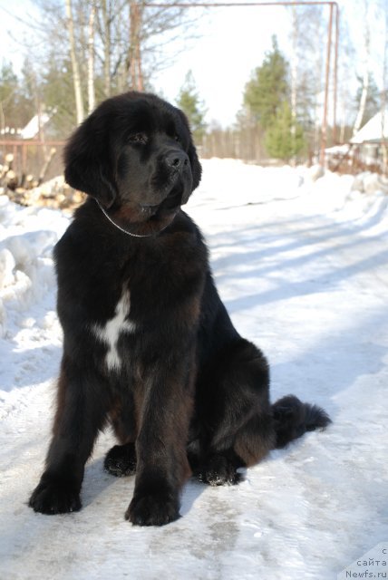 Фото: ньюфаундленд Питерньюф Монте Кристо (Piternyuf Monte Kristo)
