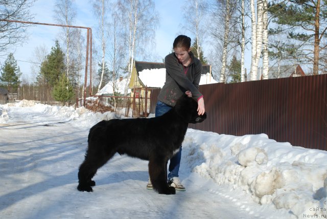 Фото: ньюфаундленд Питерньюф Монте Кристо (Piternyuf Monte Kristo)