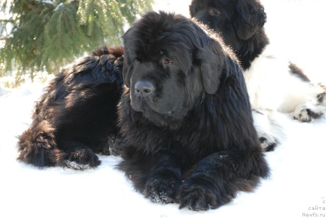 Фотография № 89230