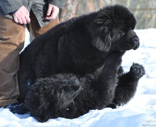 Фото: ньюфаундленд Bjornebandens Nancy Wilson, Dar Svezy Believe Me - Белл и Brilliant Idea - Ида