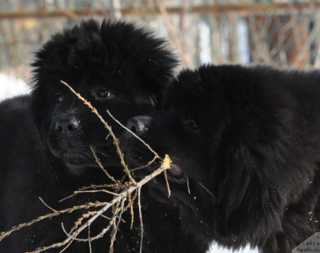 Фото: ньюфаундленд Bjornebandens Nancy Wilson, Dar Svezy Brilliant Idea and Dar Svezy Believe Me