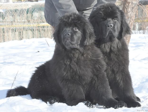 Фото: ньюфаундленд Bjornebandens Nancy Wilson, Dar Svezy Brilliant Idea and Dar Svezy Believe Me