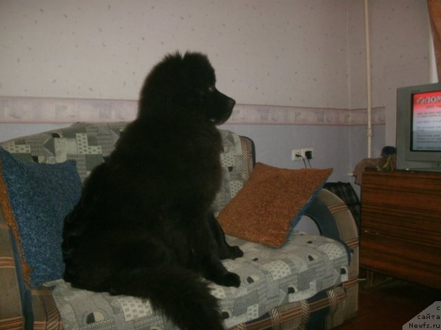 Фото: ньюфаундленд Кипер Соул Лайон Хэерт