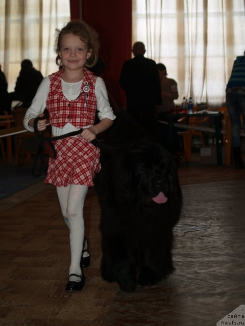 Фото: ньюфаундленд Плюшевая Панда Устинья Савельевна (Plushevaya Panda Ustinja Savelevna)