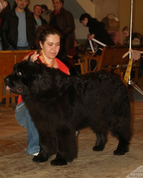 Фото: ньюфаундленд Плюшевая Панда Устинья Савельевна (Plushevaya Panda Ustinja Savelevna)