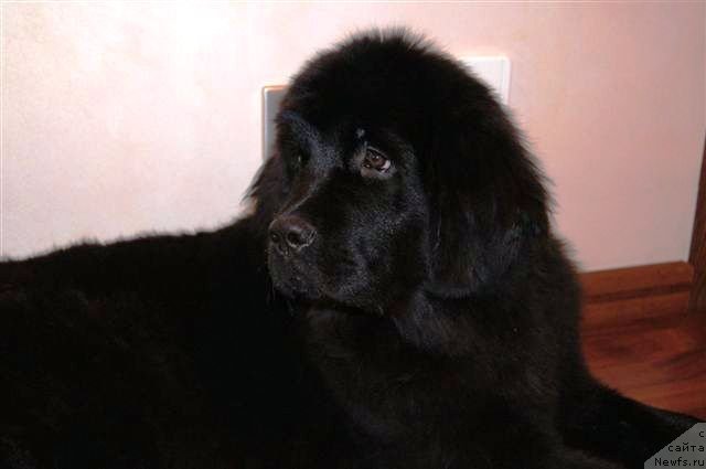 Фото: ньюфаундленд Алиса Радость Шоколадной Мамы