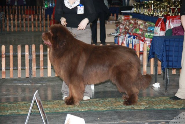 Фото: ньюфаундленд Командор из Медвежьего Яра