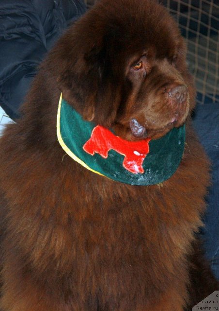 Фото: ньюфаундленд Командор из Медвежьего Яра