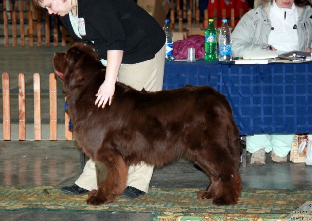 Фото: ньюфаундленд Кокетка от Чаннел из Медвежьего Яра