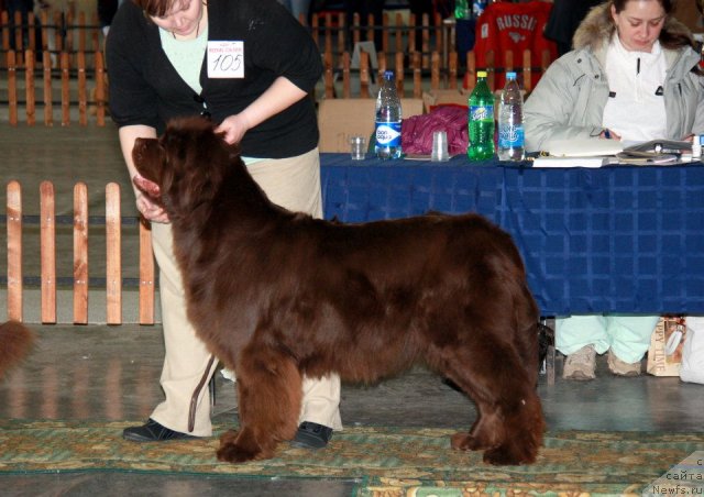 Фото: ньюфаундленд Кокетка от Чаннел из Медвежьего Яра