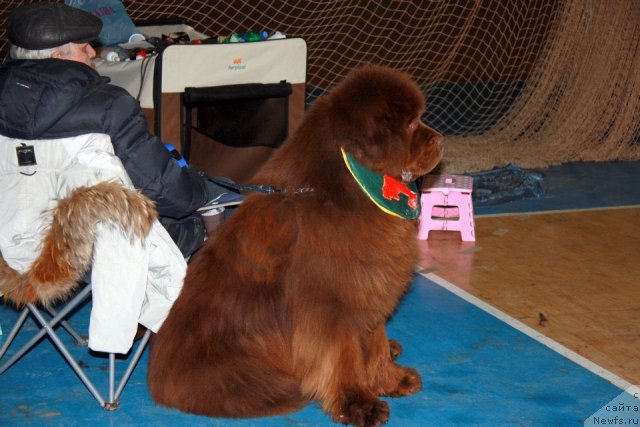 Фото: ньюфаундленд Командор из Медвежьего Яра