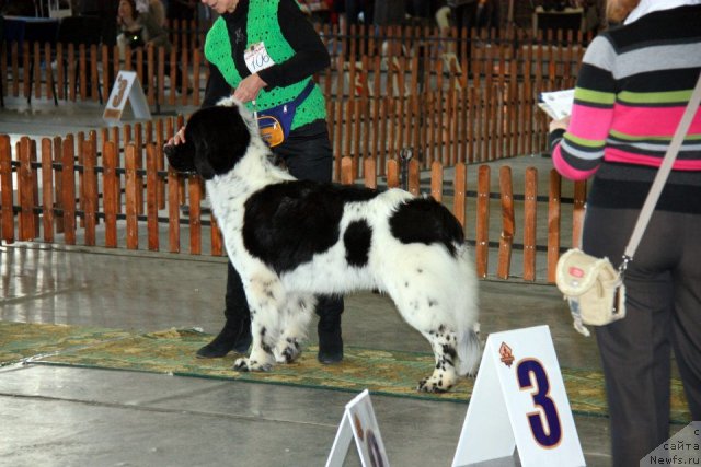 Фото: ньюфаундленд Блэк Диамонд Агидель от Потапа Теодорро