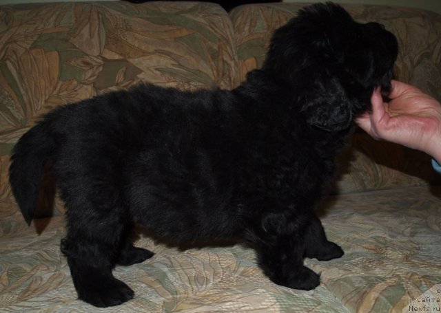 Фото: Щенки, ньюфаундленд Красивая Затея, ньюфаундленд King of Helluland Good Friend