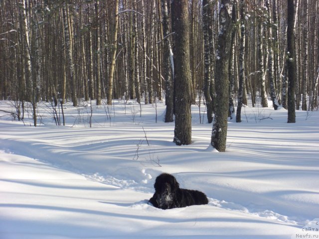 Фото: ньюфаундленд Анджел Викториус