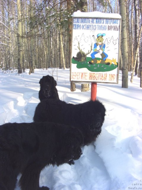 Фото: ньюфаундленд Акин Соул София, ньюфаундленд Лесная Сказка Лунная Соната