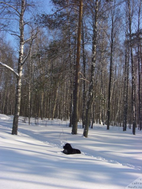 Фото: ньюфаундленд Анджел Викториус