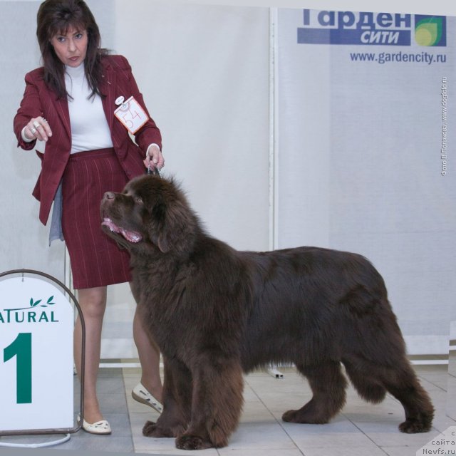 Фото: ньюфаундленд Акватория Келвин Ройал Тедди Беар (Aquatoriya Kelvin Royal Teddy Bear)