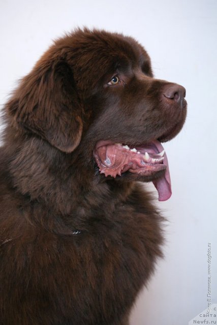 Фото: ньюфаундленд Акватория Келвин Ройал Тедди Беар (Aquatoriya Kelvin Royal Teddy Bear)