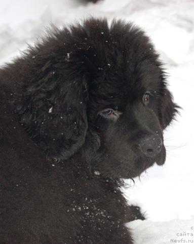 Фотография № 8931