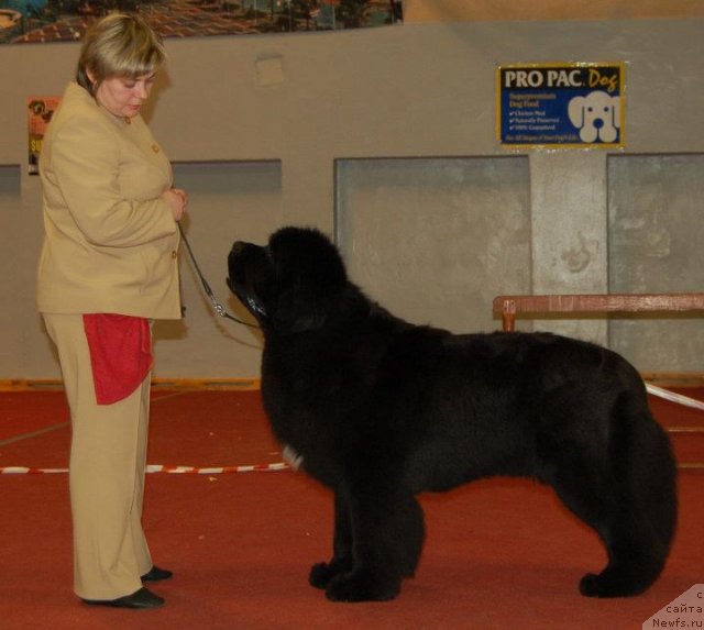 Фото: ньюфаундленд Bowaters Braveheart Nuo Ozo Kalvu